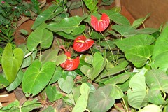 Anthurium andraeanum